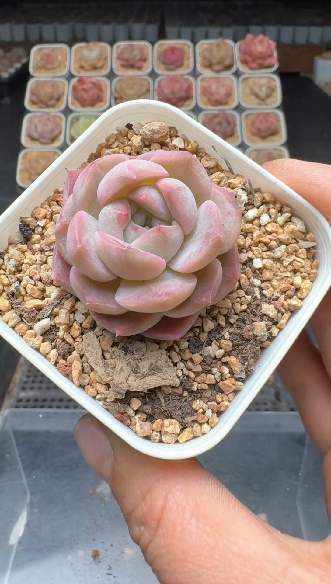 【闪购商品】3单包邮珍妮多肉一物一拍530