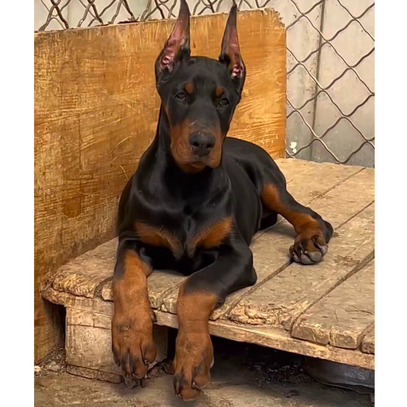 杜宾护卫犬看家护院家庭陪伴犬