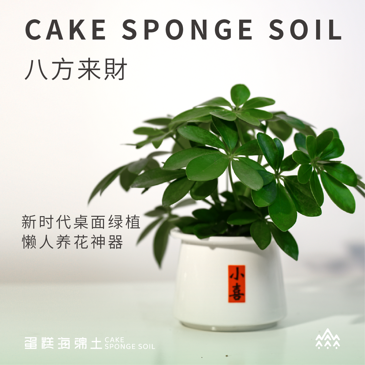鸭脚木八方来财盆栽七叶室内花卉四季常青净化空气植物花卉绿植