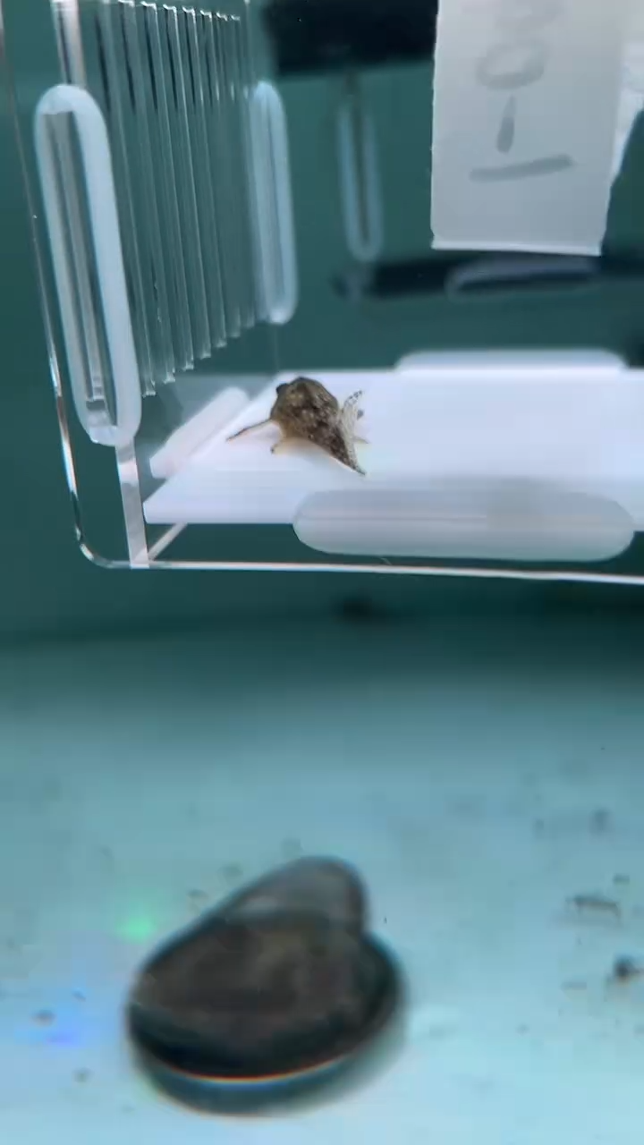 清道夫鱼?****✨1-043 瑕疵白金薄荷1条