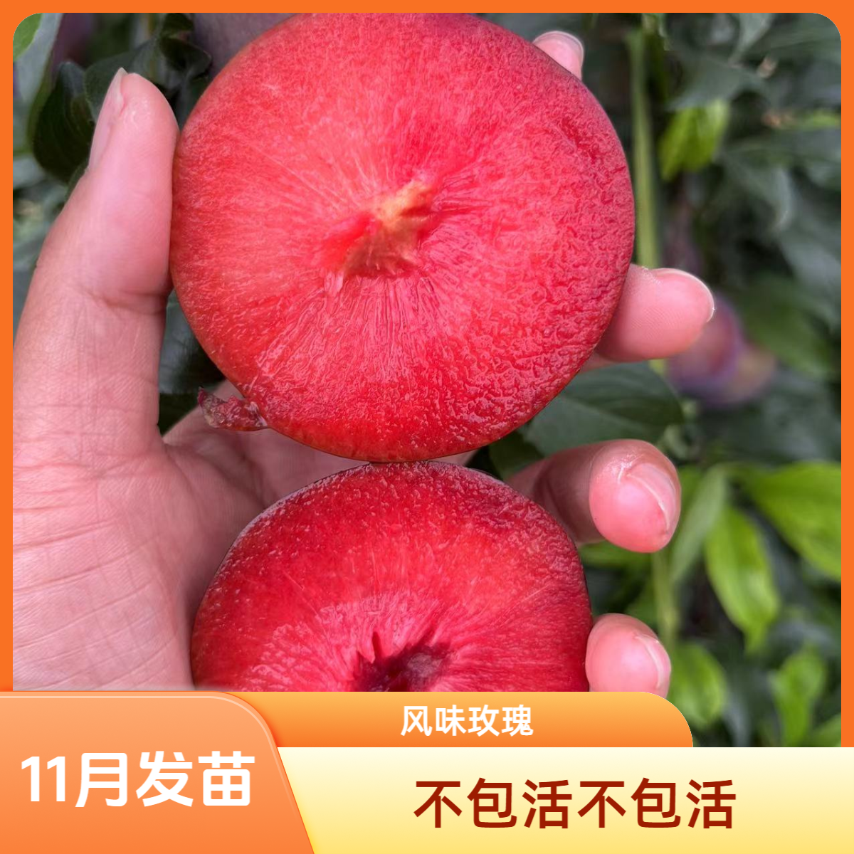 杏李风味玫瑰，裸根苗不包活