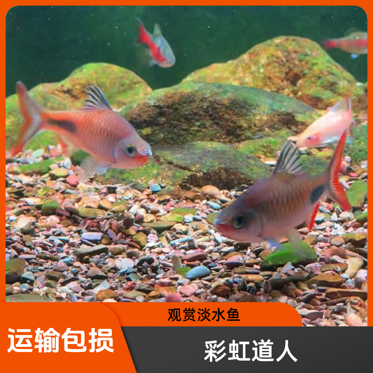 彩虹道人热带观赏鱼黑影道人群游之王紫红两点道金斯鲃