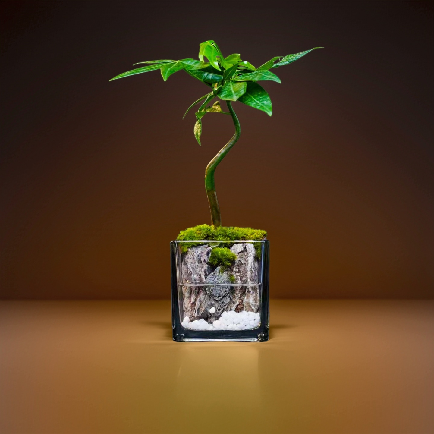 尺寸8*8厘米成品创意绿植客厅景观微景观