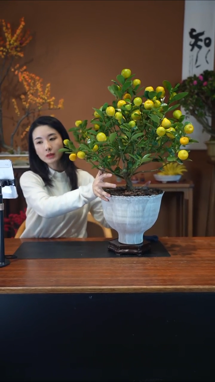 全部花朵金蛋金桔盆景盆景盆景