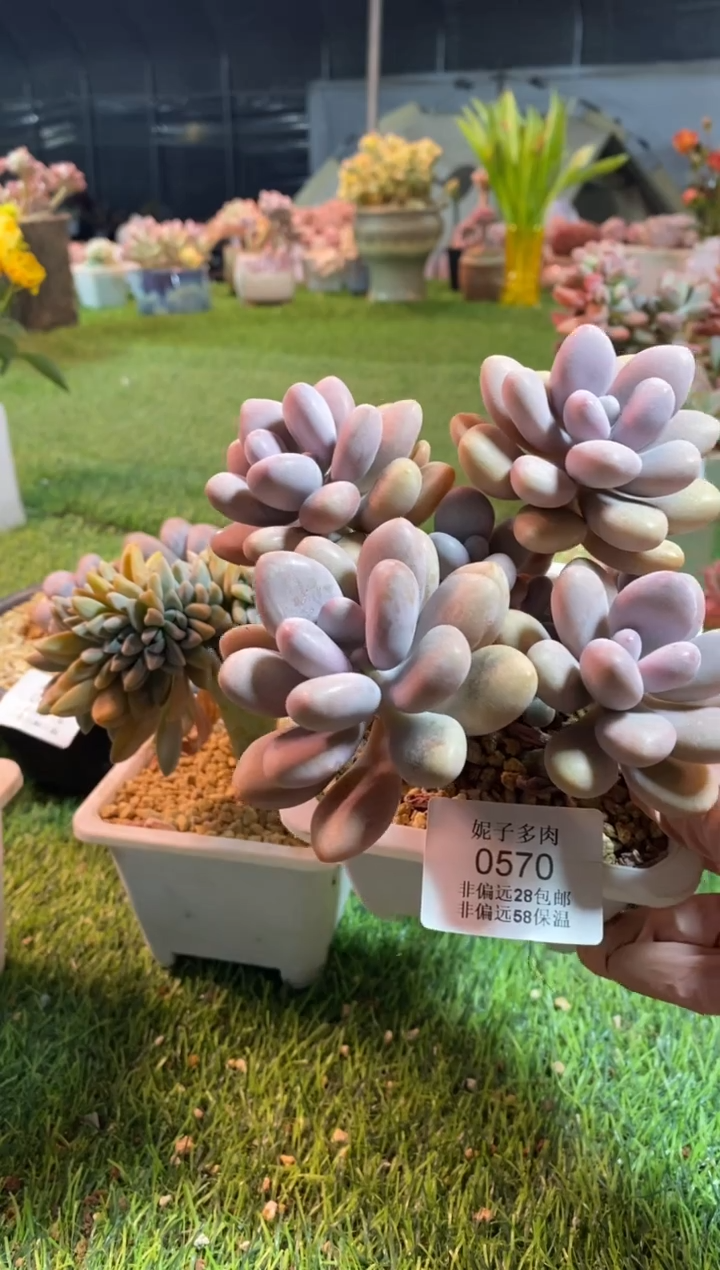 【闪购商品】0570a