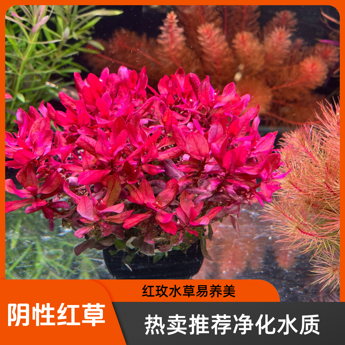 【红玫瑰坨草】无需种植 新手好养阴性水草鱼缸造景