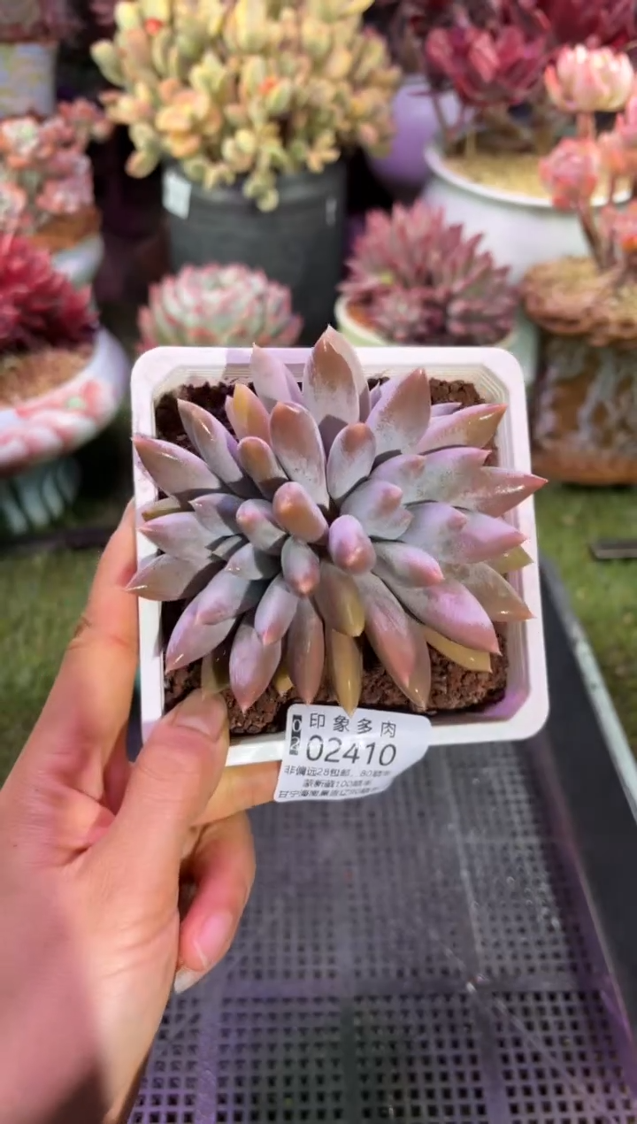 【闪购商品】02410