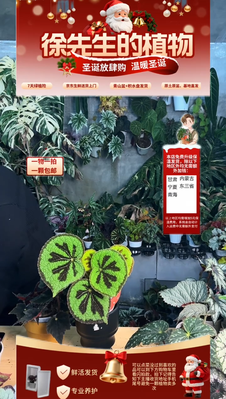 完全开放美纹秋海棠