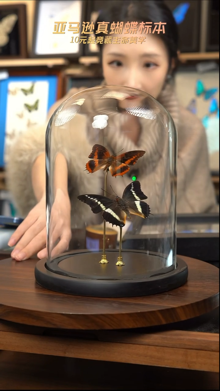 蝴蝶标本摆件竞拍c24