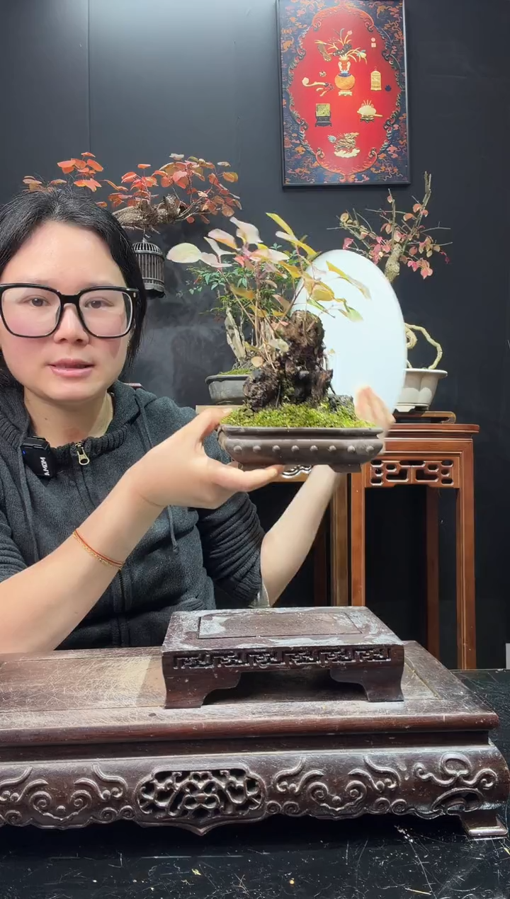 完全开放黄栌000