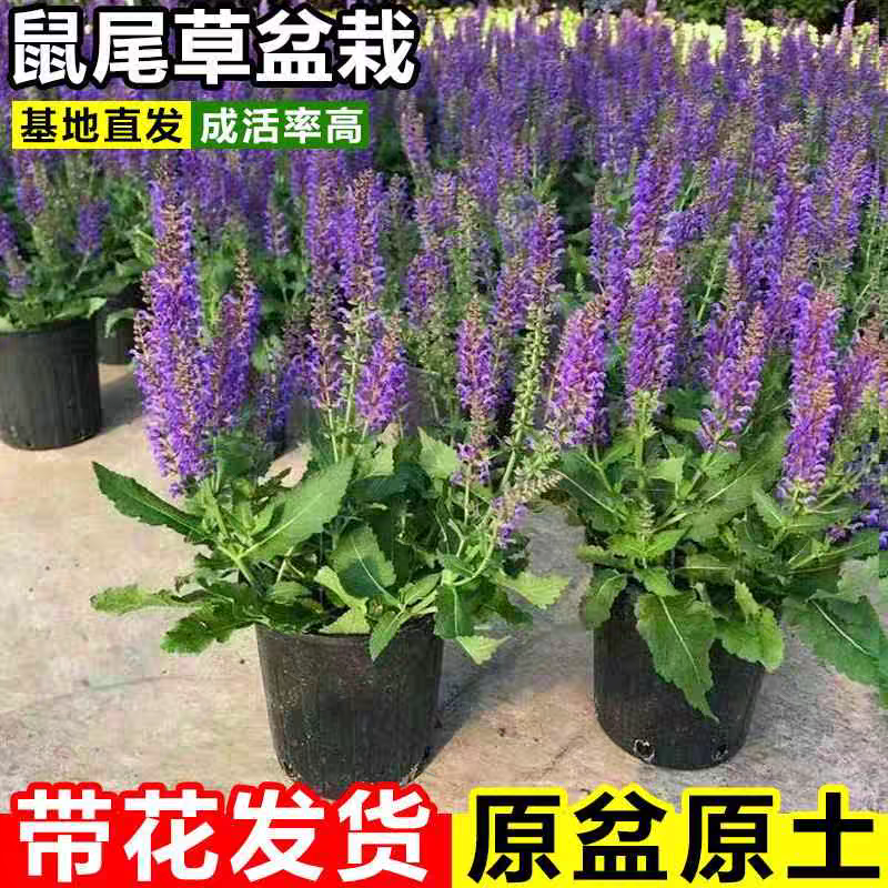 蓝花林荫鼠尾草盆栽阳台庭院花镜植物搭配天蓝墨西哥萨利芳薰衣草