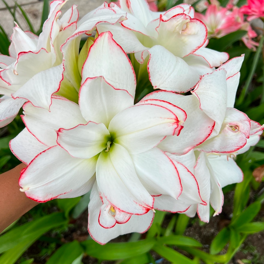 【佛罗伦萨】★澳朱★直播间讲解为准★朱顶红种球