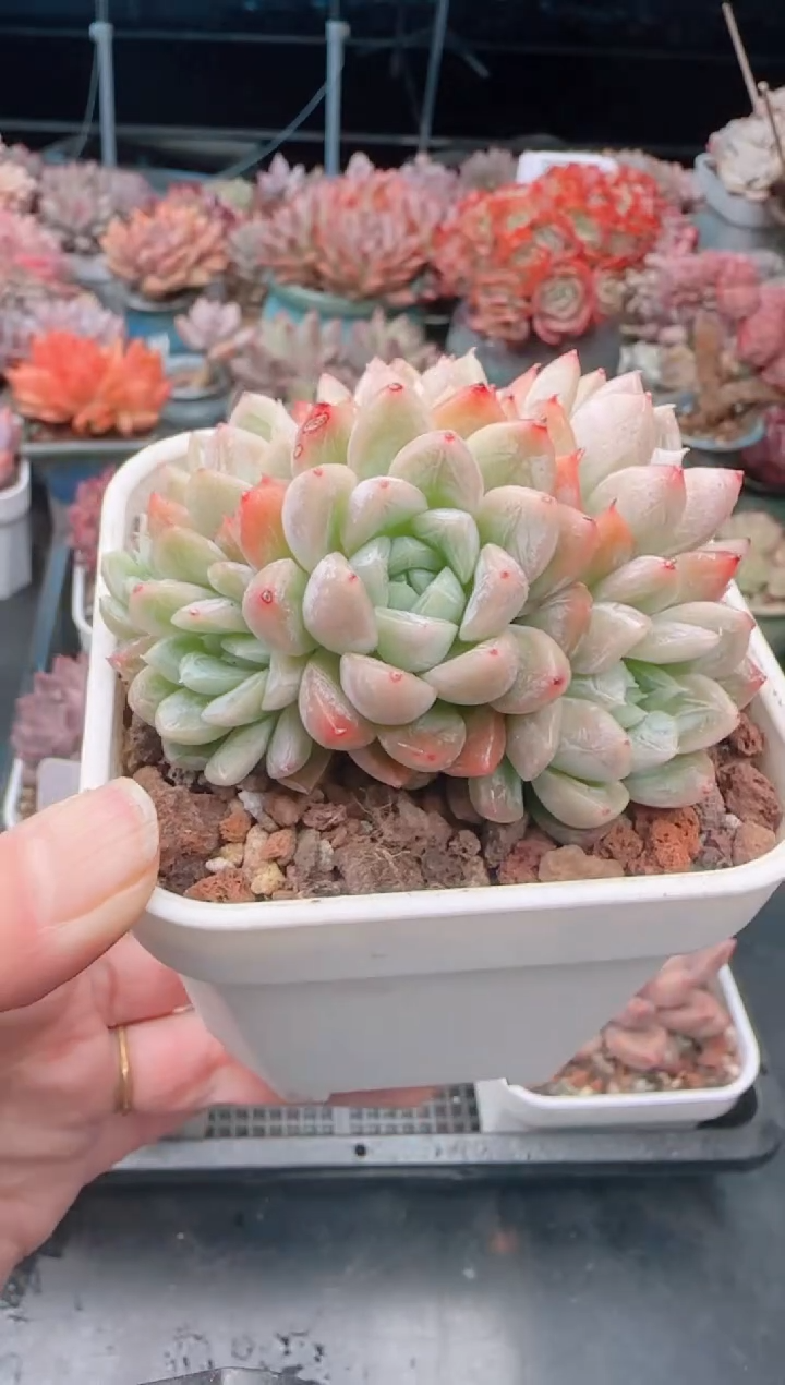 【闪购商品】5111艾莎