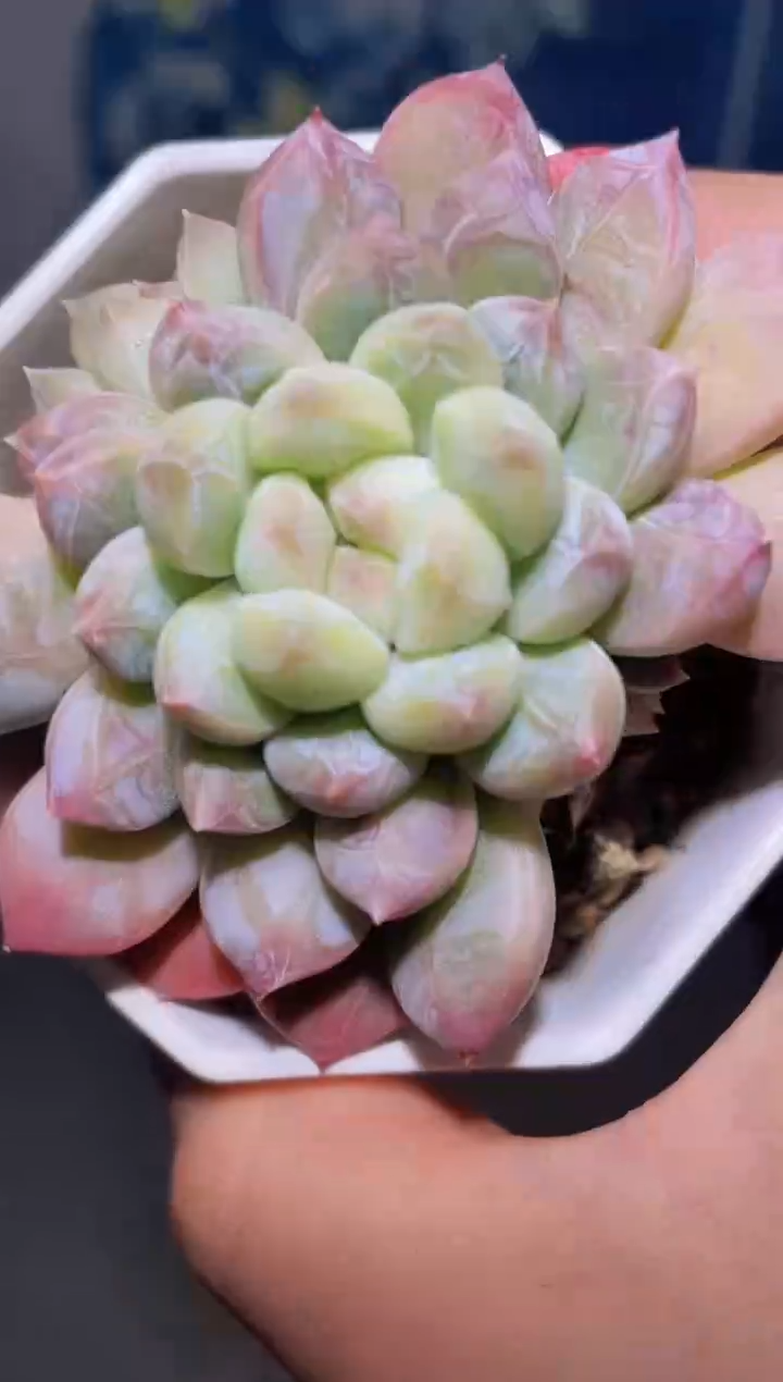 【闪购商品】036绵绵冰多肉