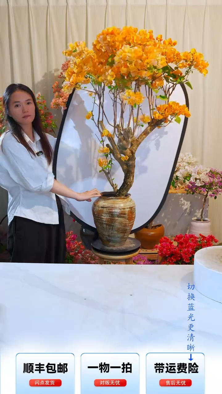 大部分开放少量花苞暗斑浅黄