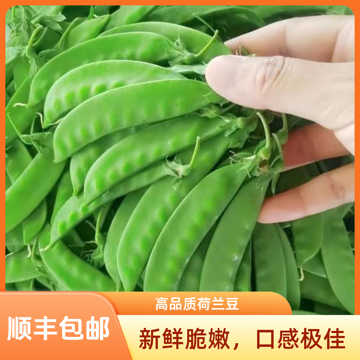 【顺丰速运】3斤净重云南荷兰豆新鲜现摘豌豆荚甜脆四季豆当季蔬菜