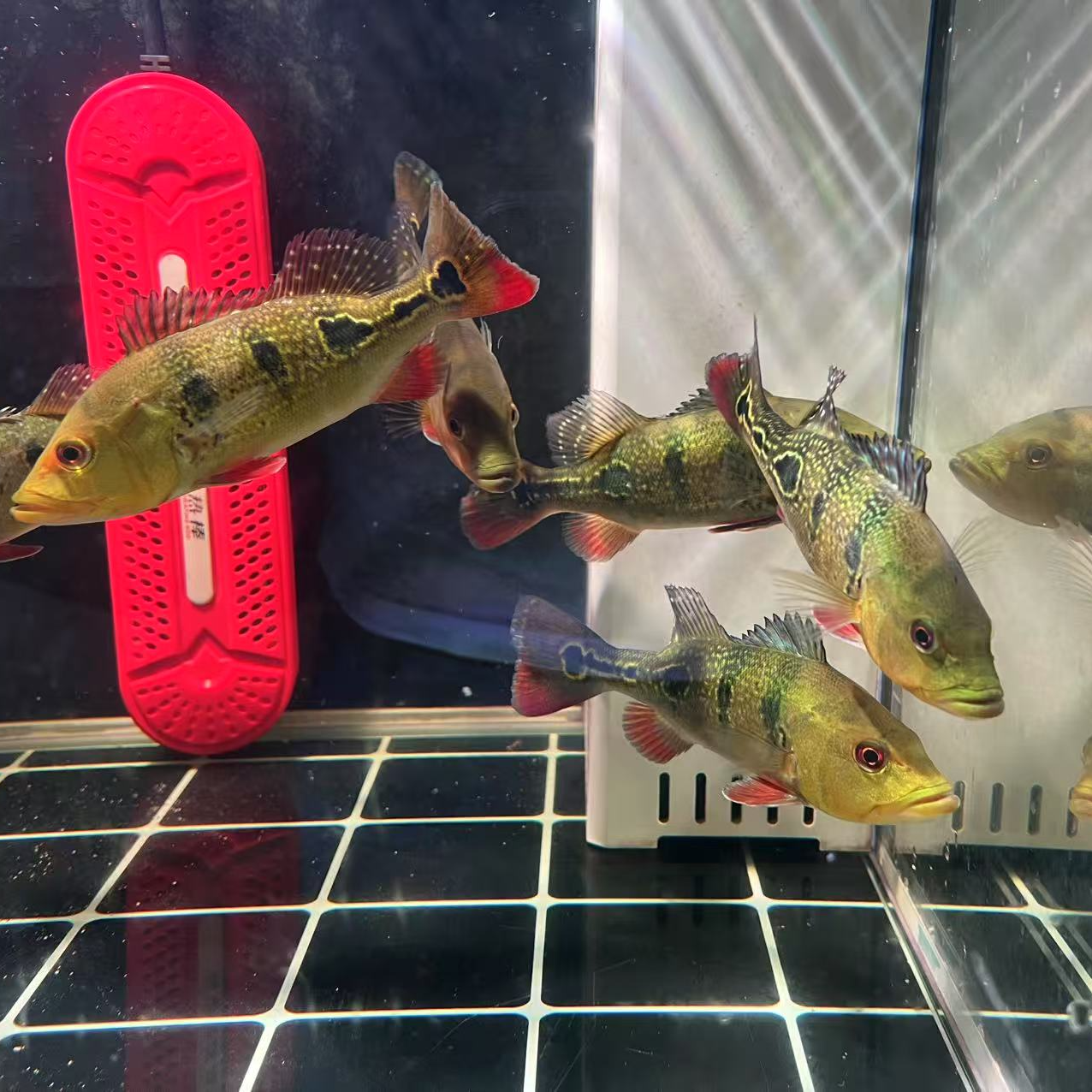 苏里南三间鱼三间观赏鱼精品三间鱼直播间一物一拍链接