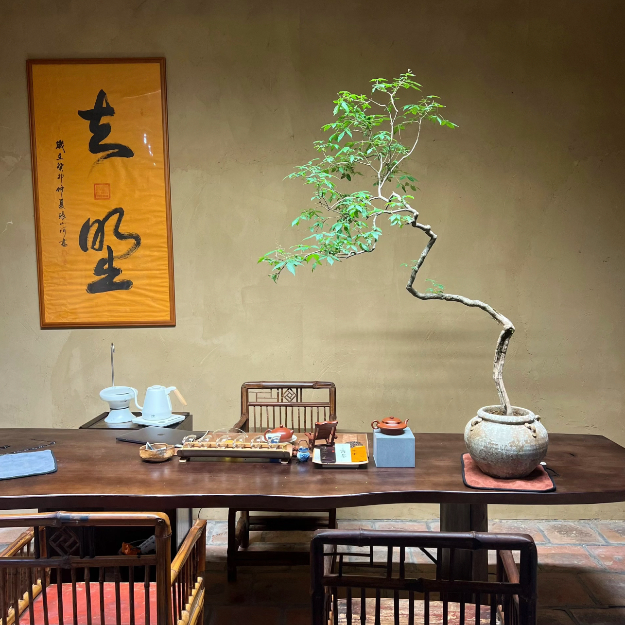 禅意空间绿植盆景小叶黄荆观赏植物高端海岛石枫