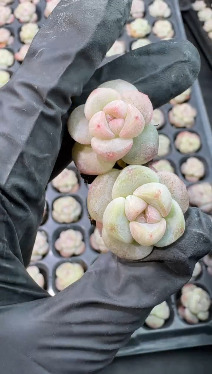 【闪购商品】03号到手（6）棵--江北多肉