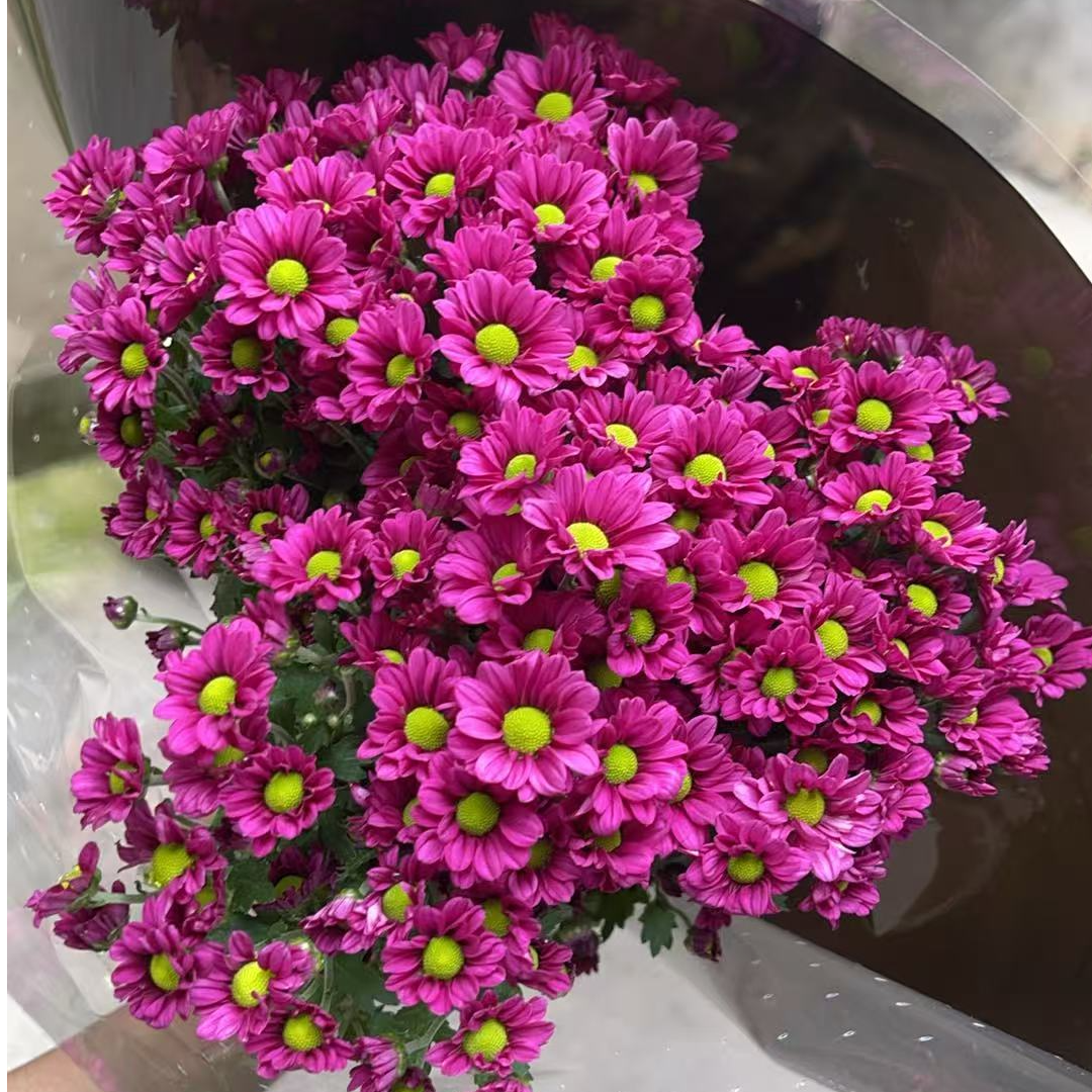 迷你菊（玫红）小雏菊全店任意4单一个运费