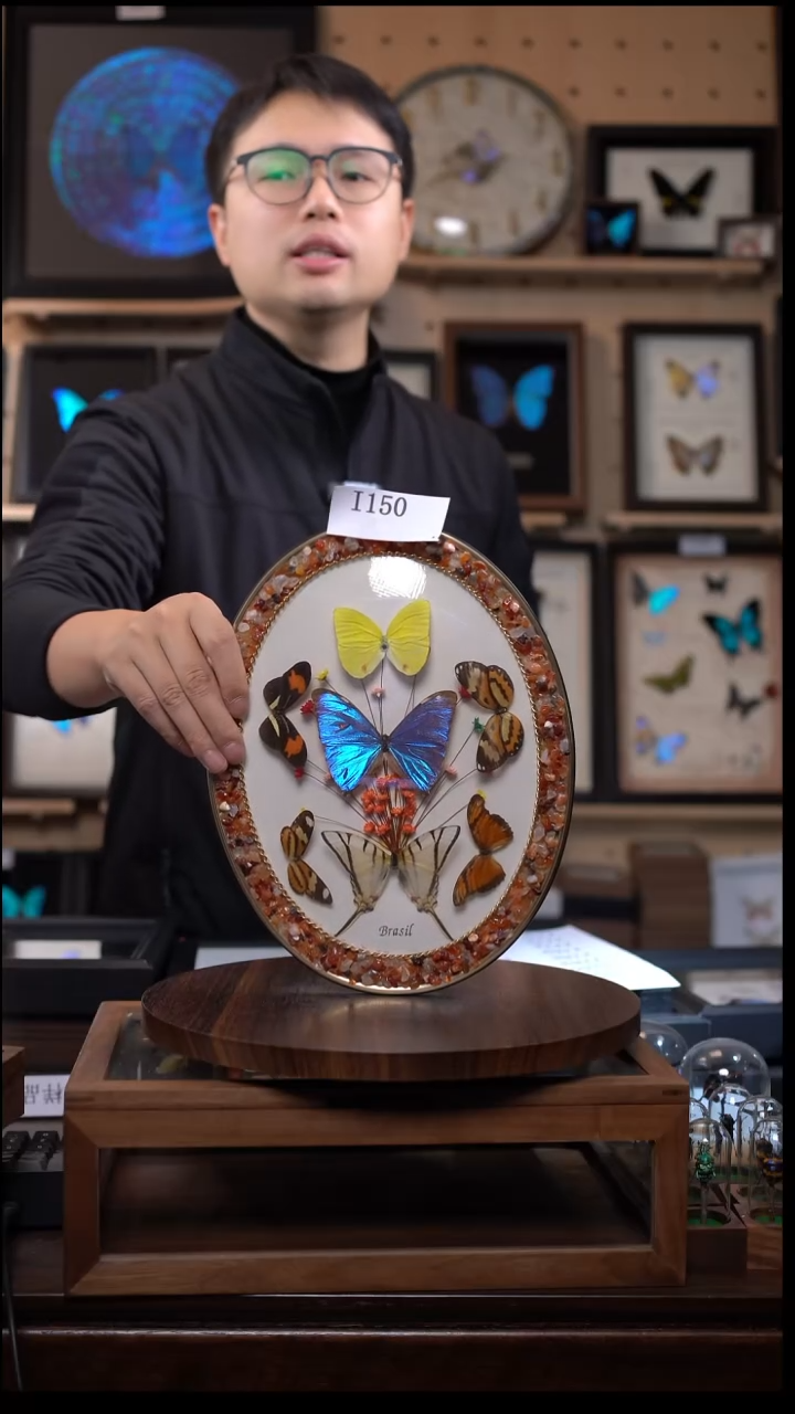 白*烈微瑕蝴蝶标本摆件一口价i150