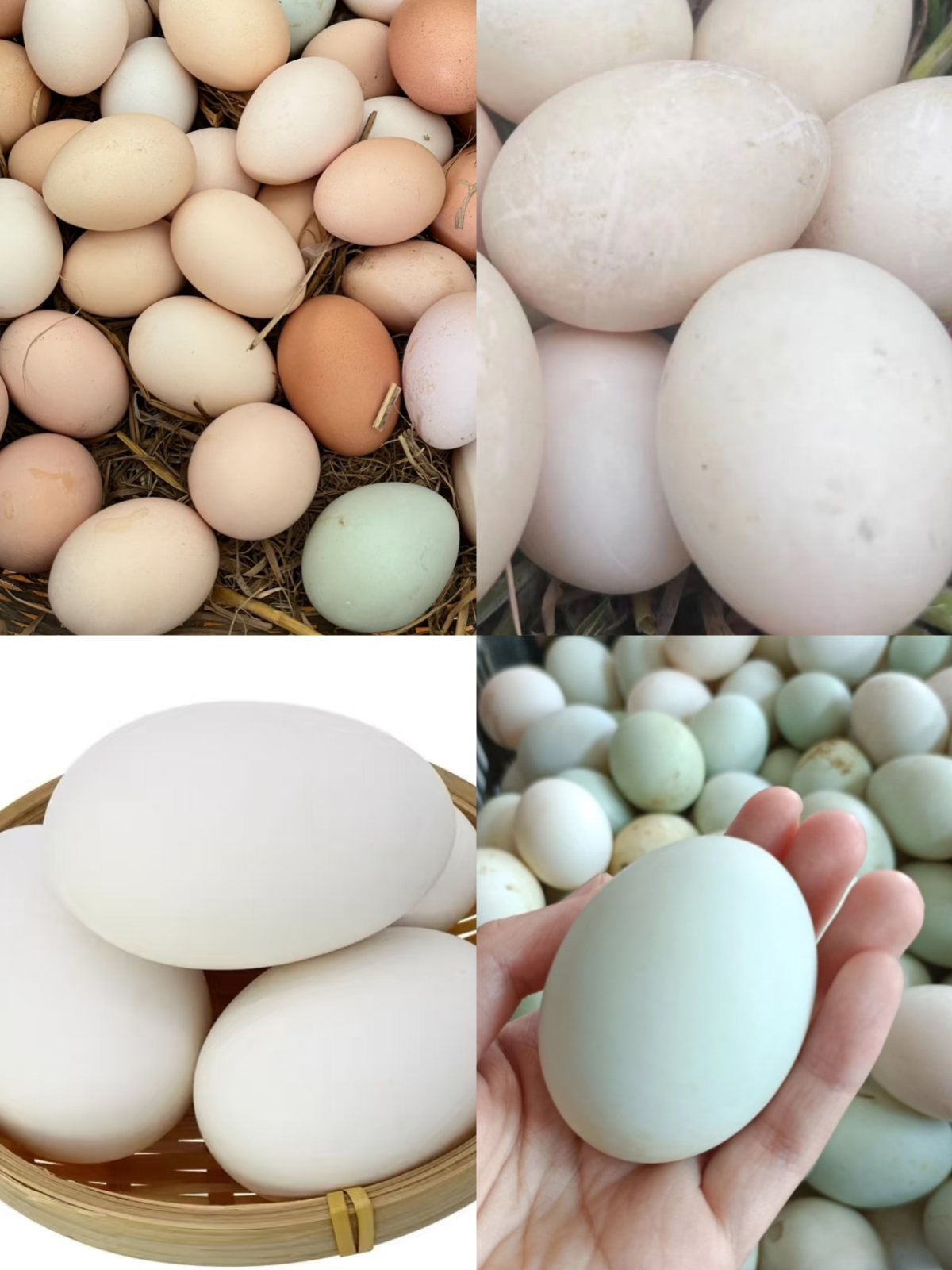 农家散养鸡、鸭、鹅生的蛋类