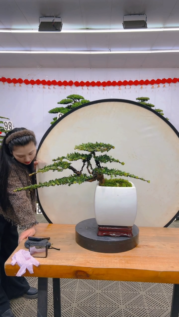 【闪购商品】盆景1