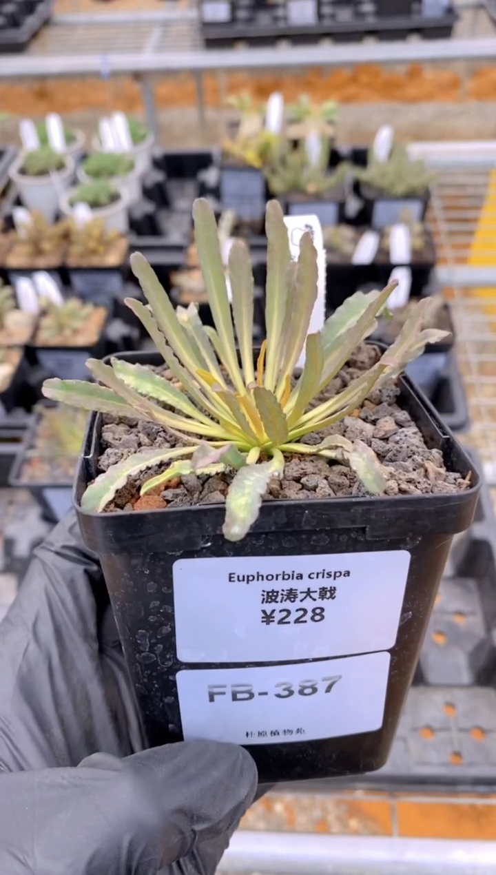 【闪购商品】波涛大戟FB-387