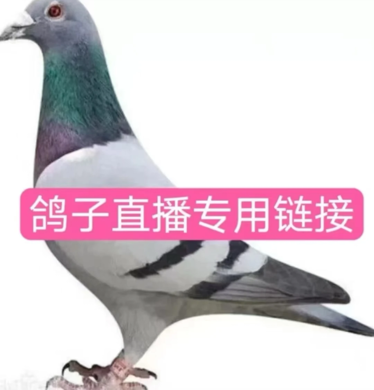 天落台鸽公棚成绩鸽信鸽用品优质选择