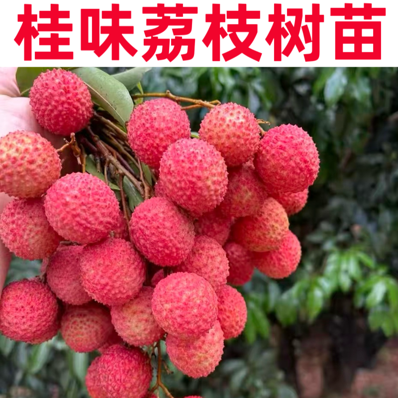 荔枝树嫁接苗桂味荔枝大苗盆栽庭院阳台水果树苗