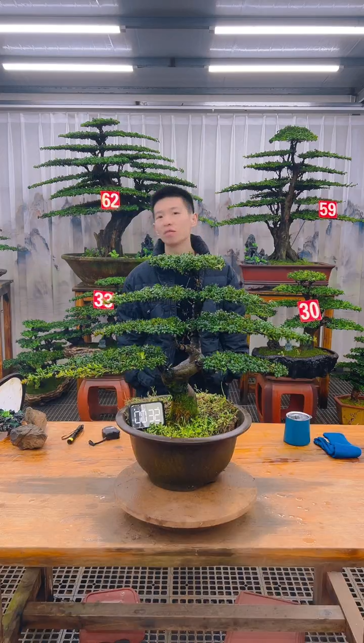 无花朵精品盆景直播间一物一拍