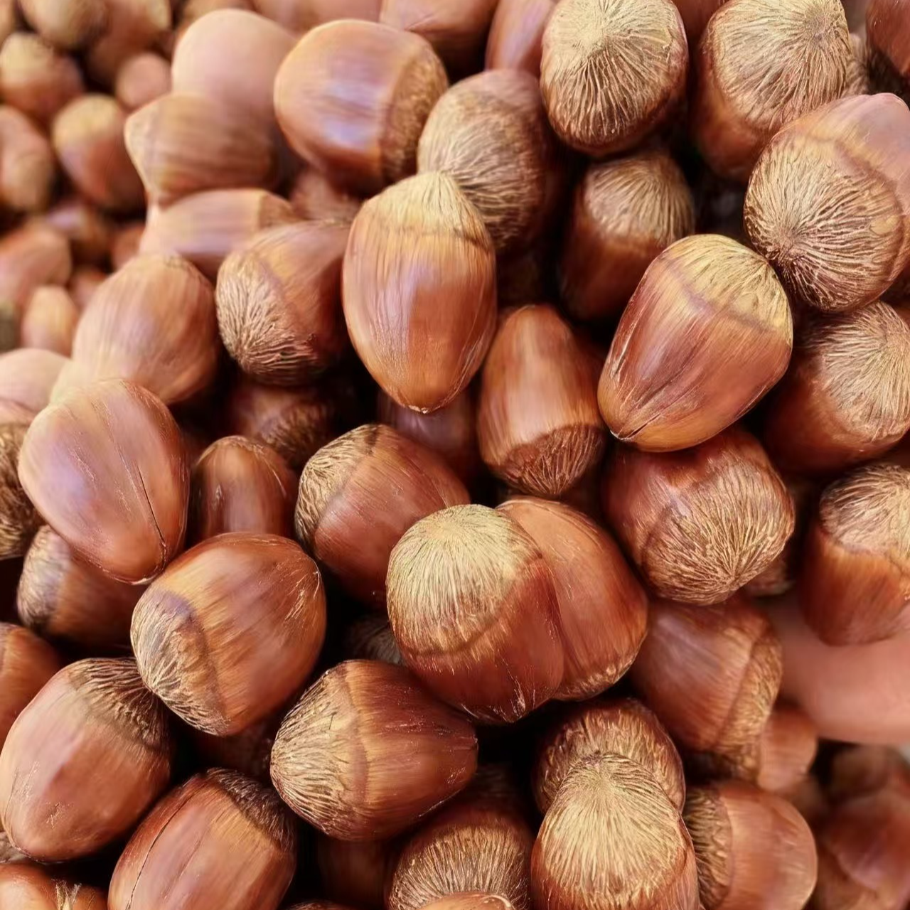 东北大果榛子炒熟（2025新货 免费试吃二两 ）