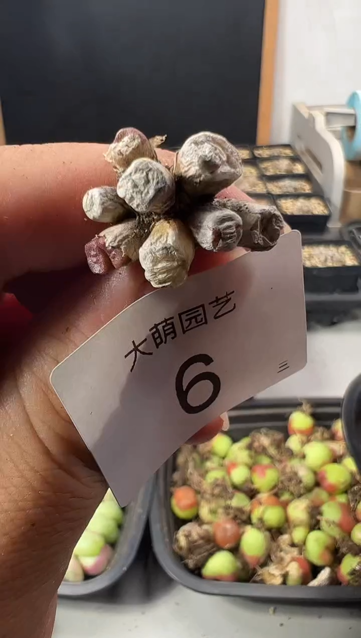一物一拍        -6