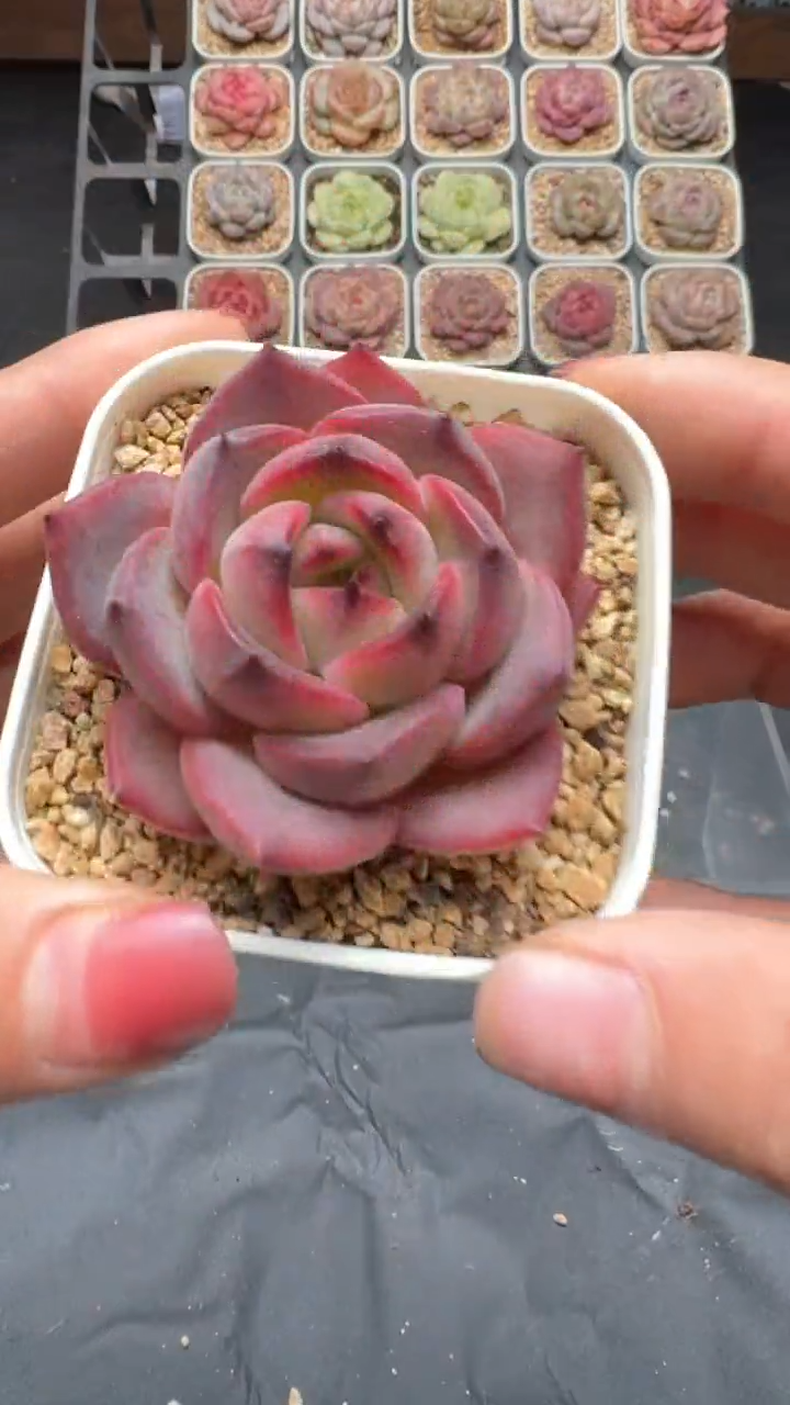 【闪购商品】728号珍妮多肉一物一拍3单包邮