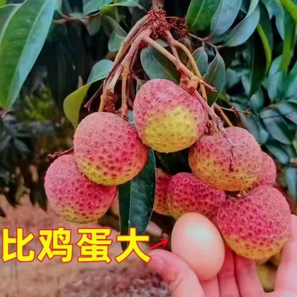 荔枝新品种仙桃精品苗