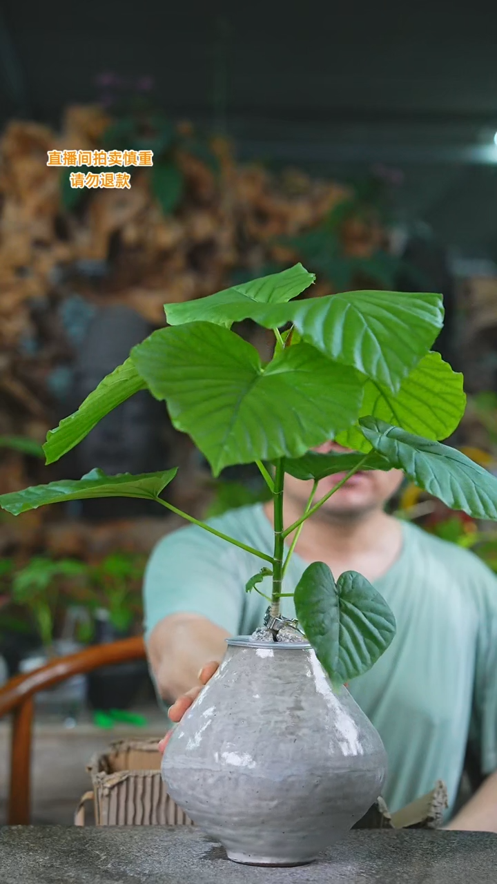 当前无花栽培后可以开花爱心榕101T