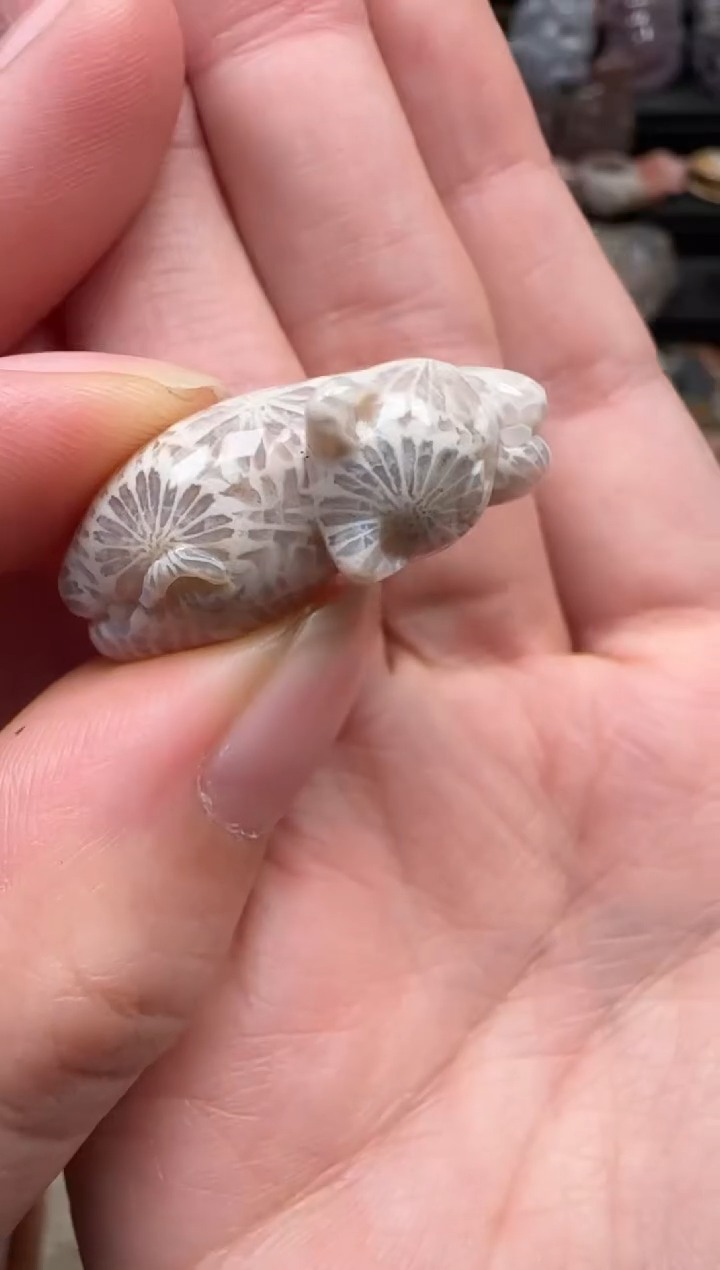 颈饰未镶嵌硅化珊瑚（珊瑚玉）642