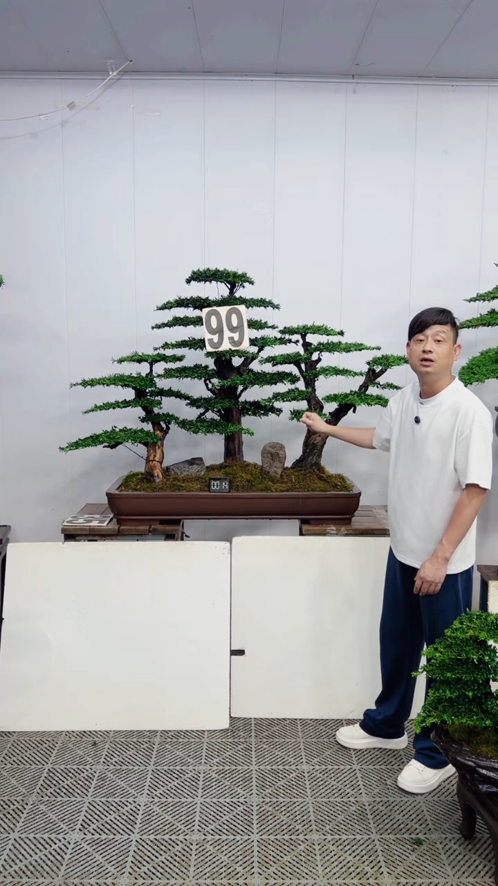 无花朵造型盆景一物一拍