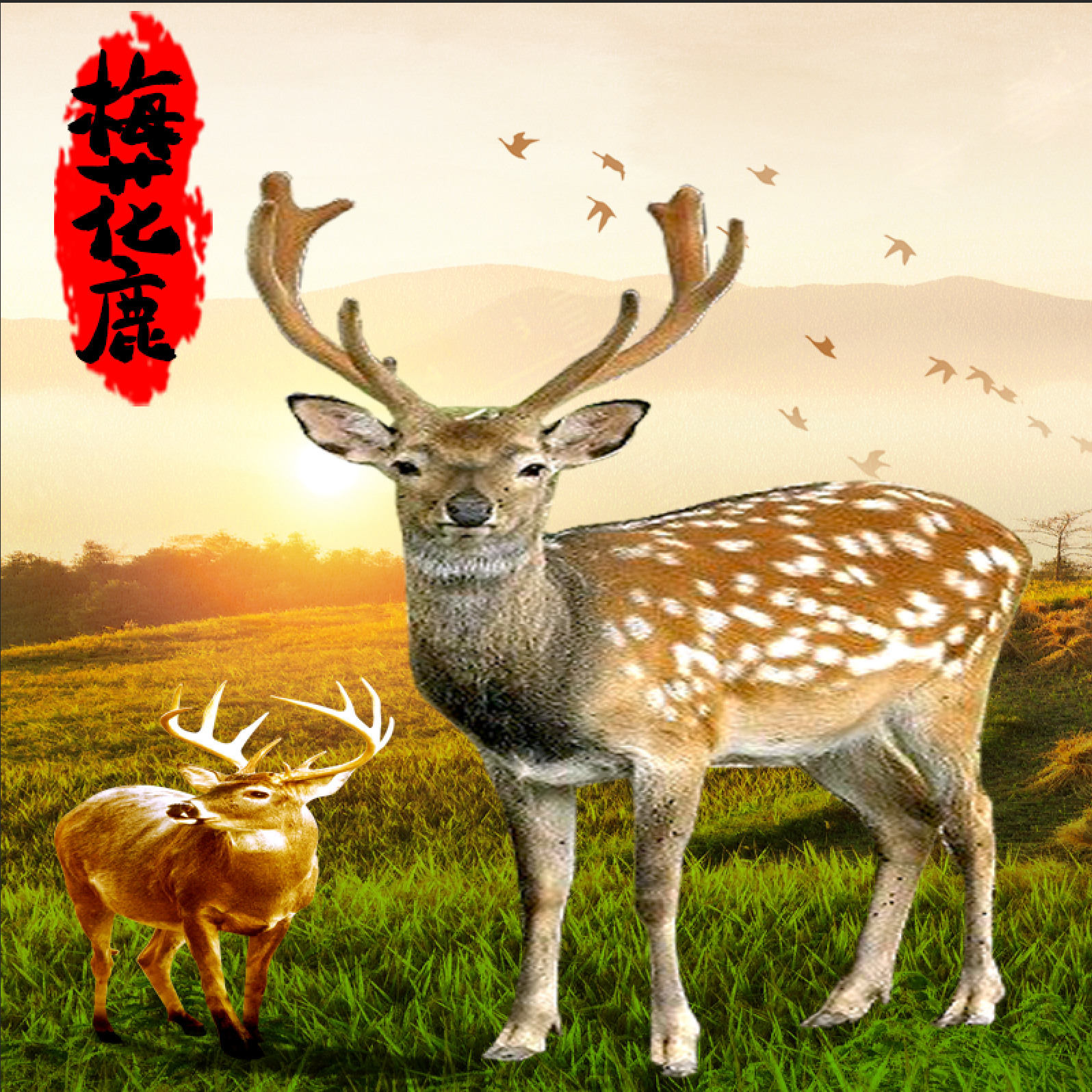 精选高海拔鹿茸片Ⅲ