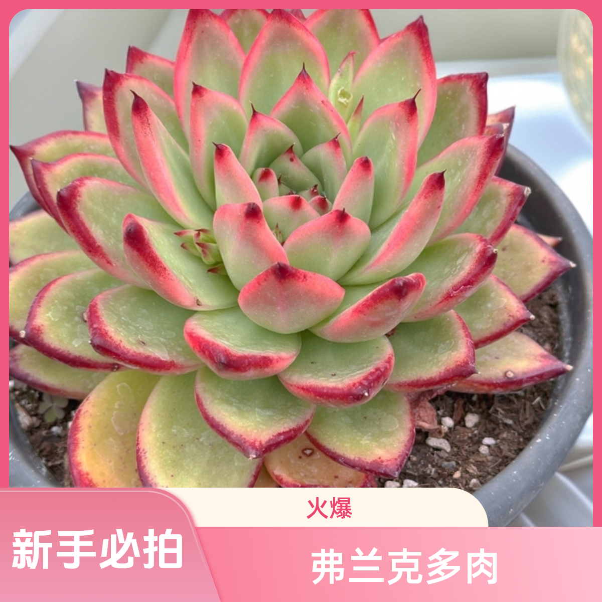 弗兰克多肉植物 新手必拍 云南基地直发