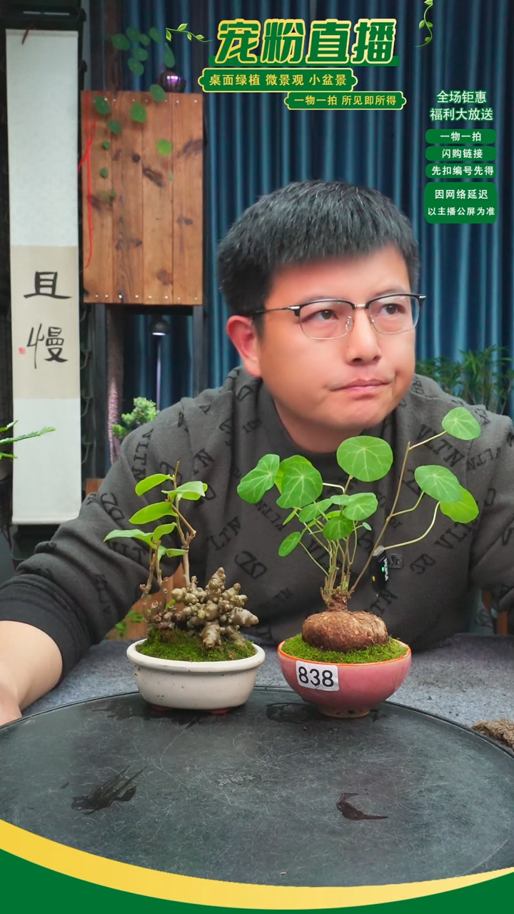 无花朵树****店苔藓微景观838号