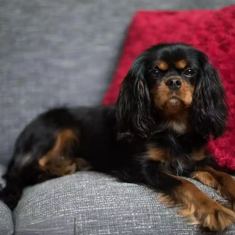 包纯包健康查理王小猎犬包犬瘟细小病毒30天寻找新家出售