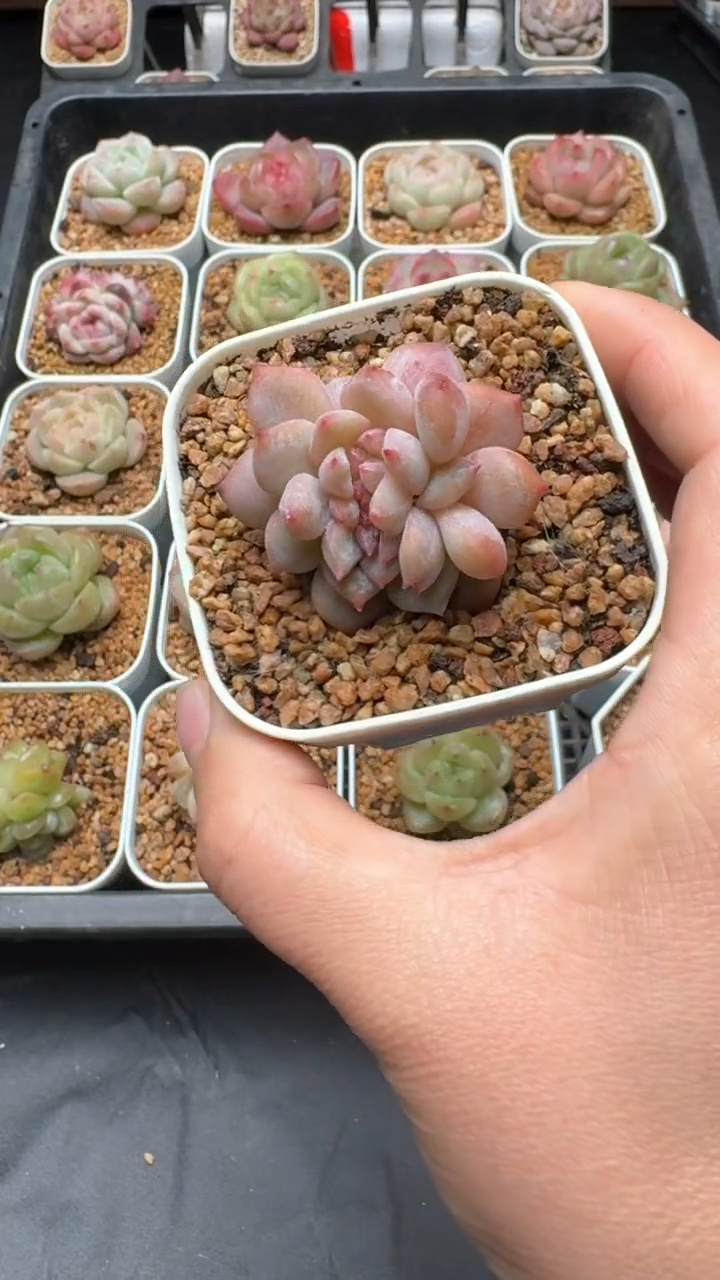 【闪购商品】278号珍妮多肉一物一拍3单包邮