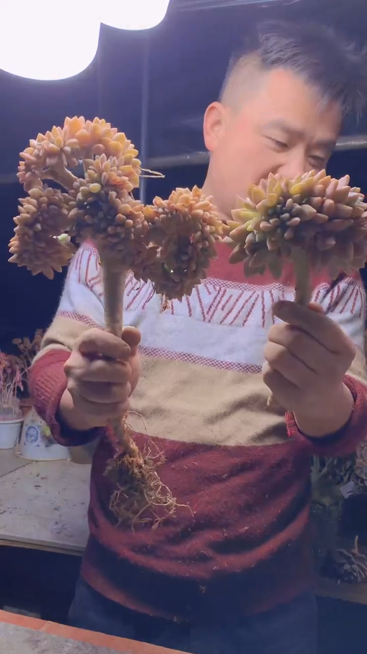 【闪购商品】缀化220