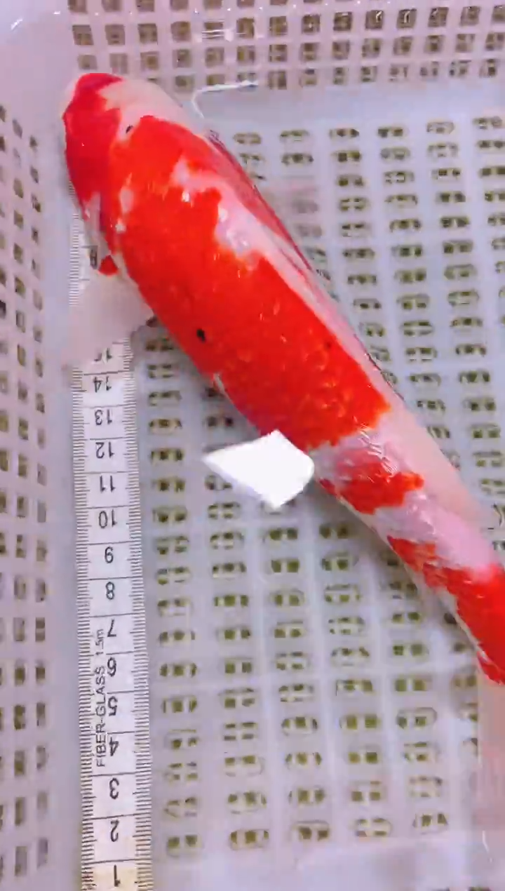 锦鲤冷水观赏鱼全场包邮27