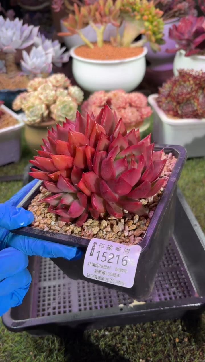 【闪购商品】15216