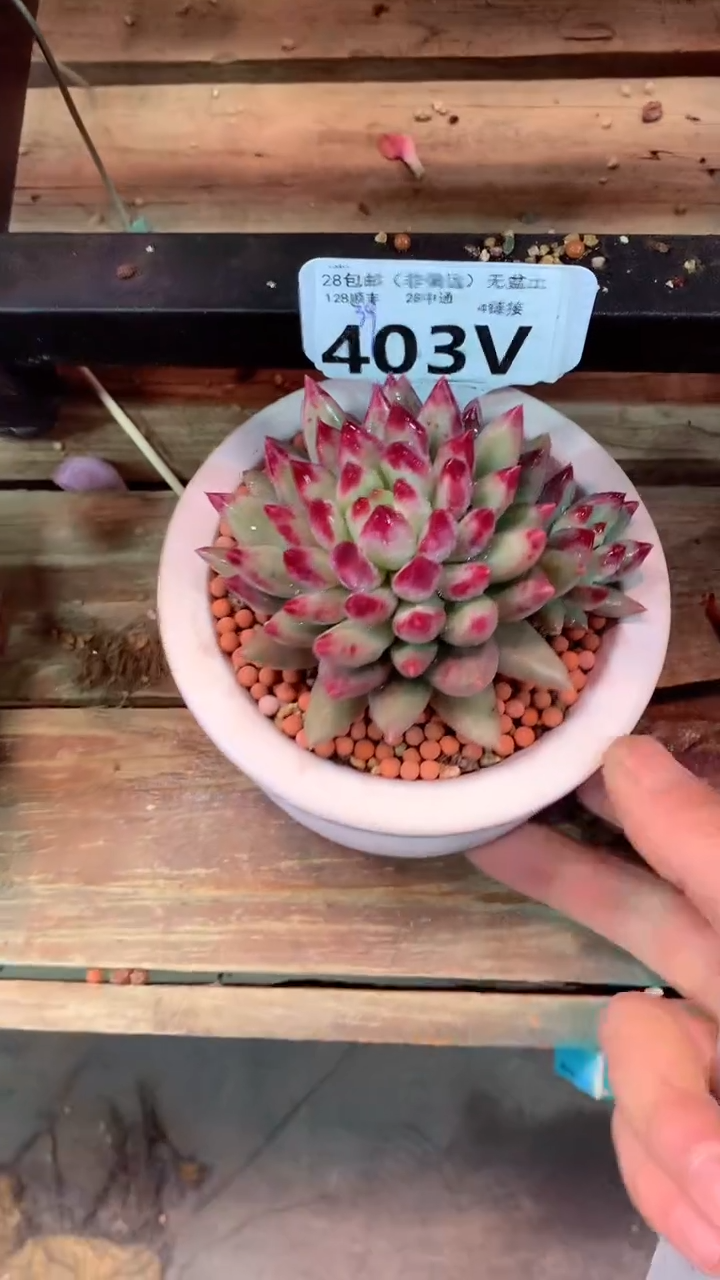 403V（一物一拍，精品多肉，w所见即所得 ）