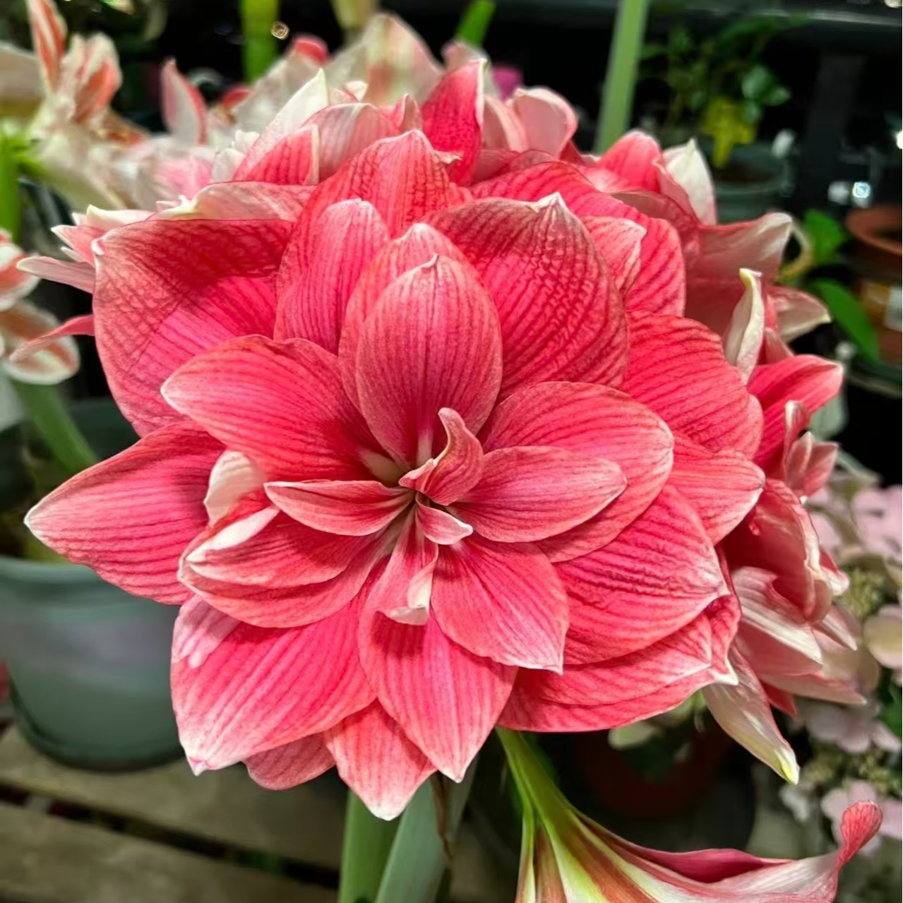 【双梦】重瓣朱顶红