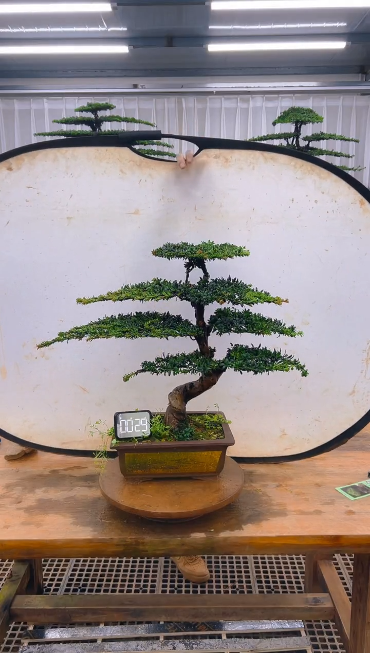 无花朵精品盆景直播间一物一拍