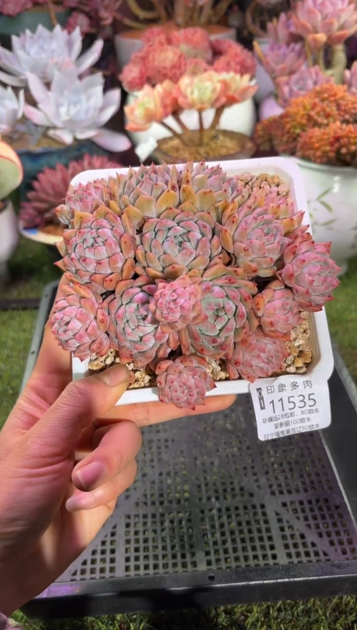 【闪购商品】11535